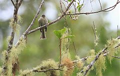 Jamaican Pewee